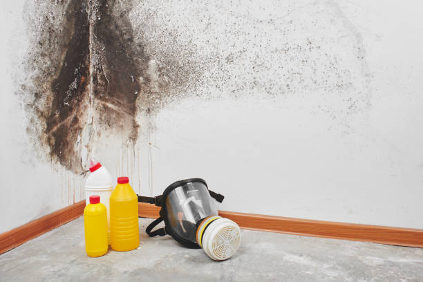 Best Mold Remediation  in Logan, UT