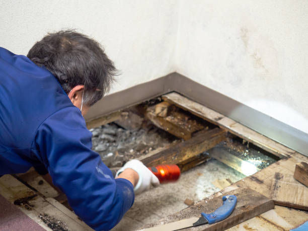 Best Attic Mold Removal  in Logan, UT