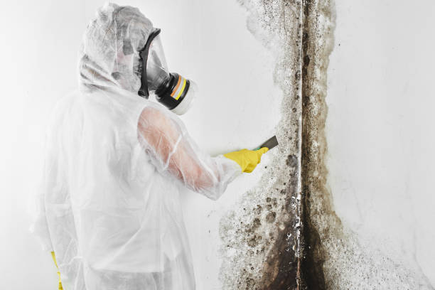 Office Mold Removal Services in Logan, UT