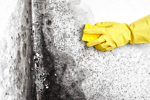 Best Mold Removal Specialists  in Logan, UT