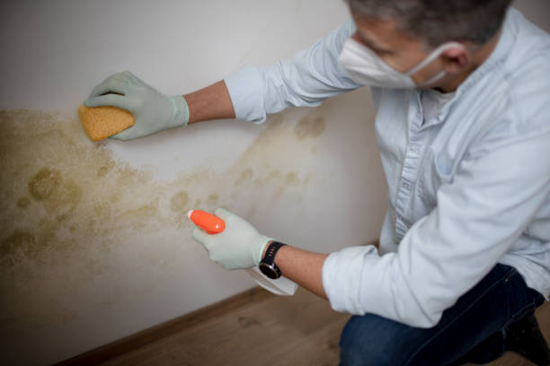 Best Home Mold Removal  in Logan, UT