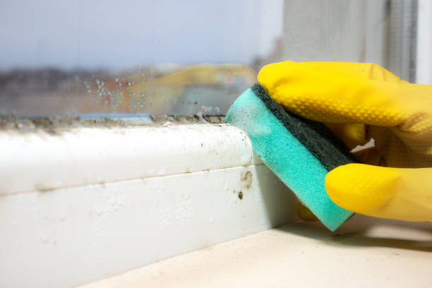 Best Toxic Mold Removal  in Logan, UT