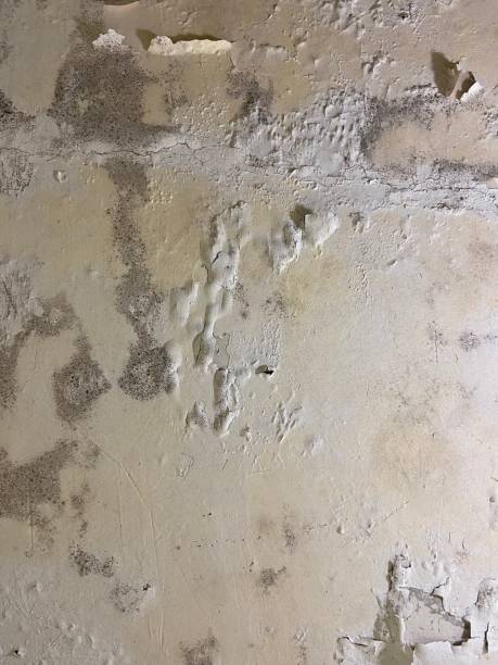Best Affordable Mold Removal  in Logan, UT