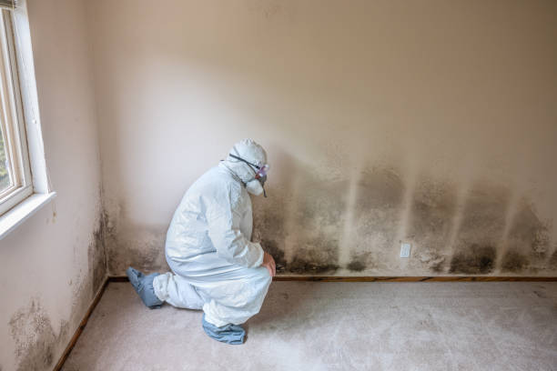 Best Emergency Mold Removal  in Logan, UT