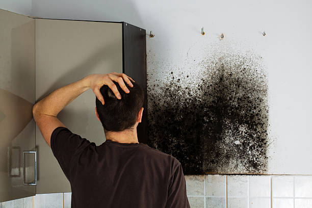 Best Mold Removal Company Near Me  in Logan, UT