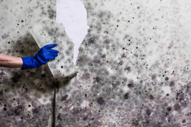 Best Black Mold Removal  in Logan, UT